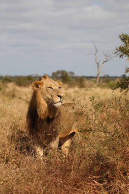 Afrikanischer Loewe / Afrikalı Aslan / Panthera Leo
