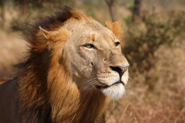 Afrikanischer Loewe / Afrikalı Aslan / Panthera Leo