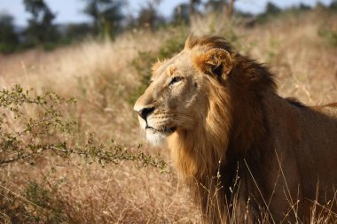 Afrikanischer Loewe / Afrikalı Aslan / Panthera Leo