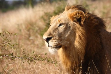 Afrikanischer Loewe / Afrikalı Aslan / Panthera Leo