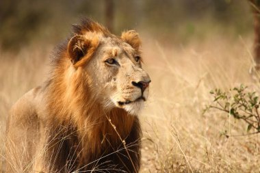 Afrikanischer Loewe / Afrikalı Aslan / Panthera Leo