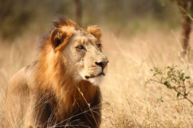Afrikanischer Loewe / Afrikalı Aslan / Panthera Leo