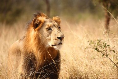 Afrikanischer Loewe / Afrikalı Aslan / Panthera Leo