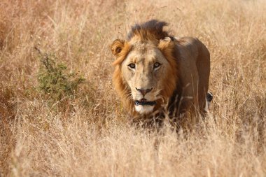 Afrikanischer Loewe / Afrikalı Aslan / Panthera Leo