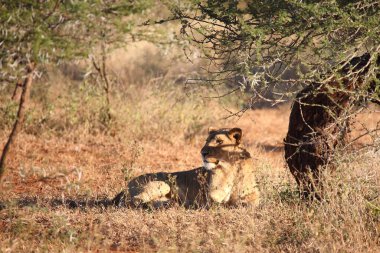 Afrikanischer Loewe / Afrikalı Aslan / Panthera Leo