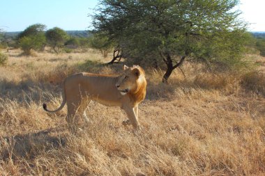 Afrikanischer Loewe / Afrikalı Aslan / Panthera Leo