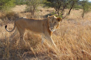 Afrikanischer Loewe / Afrikalı Aslan / Panthera Leo