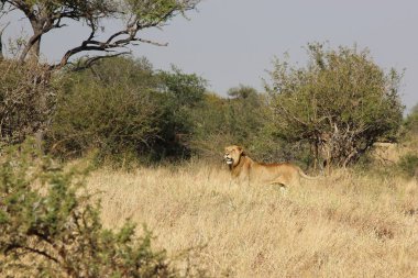 Afrikanischer Loewe / Afrikalı Aslan / Panthera Leo