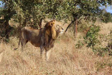 Afrikanischer Loewe / Afrikalı Aslan / Panthera Leo