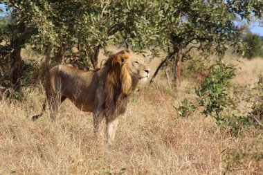 Afrikanischer Loewe / Afrikalı Aslan / Panthera Leo