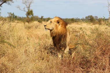 Afrikanischer Loewe / Afrikalı Aslan / Panthera Leo