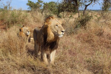 Afrikanischer Loewe / Afrikalı Aslan / Panthera Leo