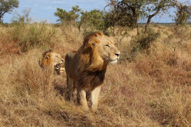 Afrikanischer Loewe / Afrikalı Aslan / Panthera Leo