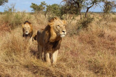 Afrikanischer Loewe / Afrikalı Aslan / Panthera Leo