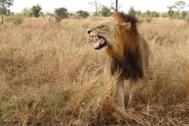 Afrikanischer Loewe / Afrikalı Aslan / Panthera Leo