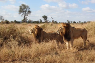 Afrikanischer Loewe / Afrikalı Aslan / Panthera Leo