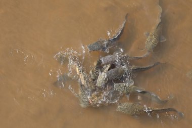 Afrikanischer Raubwels / Afrika keskin dişli yayın balığı / Clarias gariepinus