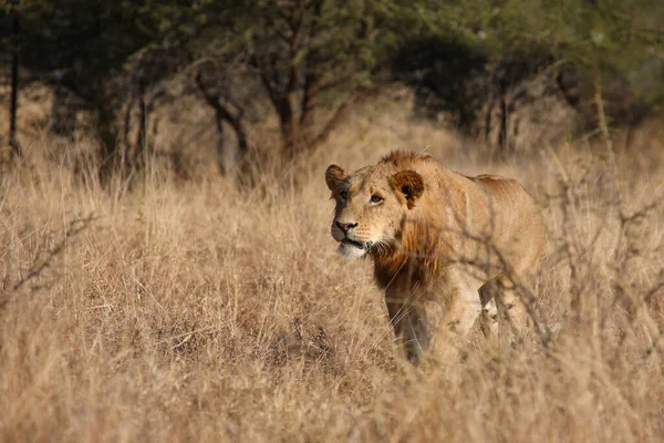 Afrikanischer Loewe Leão Africano Panthera Leo — Fotografia de Stock