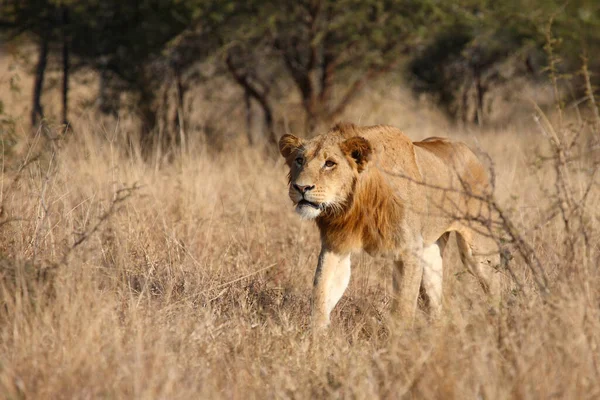 Afrikanischer Loewe León Africano Panthera Leo —  Fotos de Stock