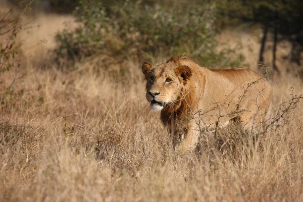 Afrikanischer Loewe African Lion Panthera Leo — 스톡 사진