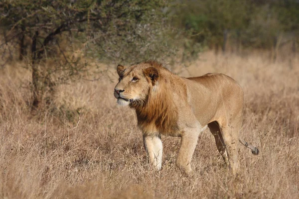 Afrikanischer Loewe African Lion Panthera Leo — Stock Photo, Image