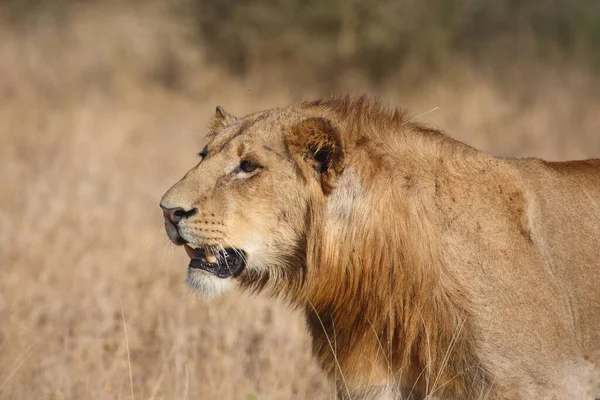 Afrikanischer Loewe African Lion Panthera Leo — ストック写真