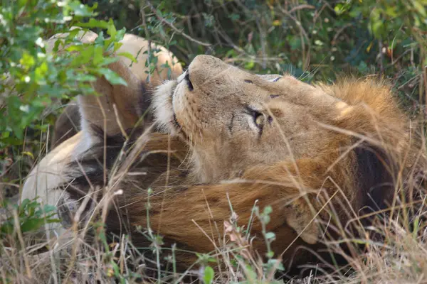 Afrikanischer Loewe African Lion Panthera Leo — Stok Foto