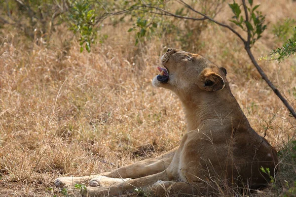 Afrikanischer Loewe African Lion Panthera Leo — стокове фото