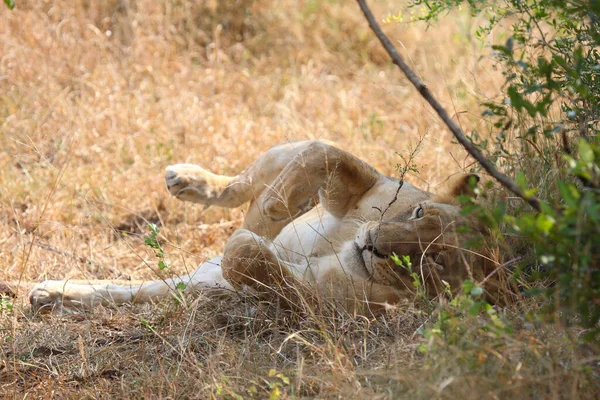 Afrikanischer Loewe Afrikalı Aslan Panthera Leo — Stok fotoğraf
