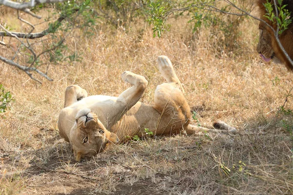 Afrikanischer Loewe African Lion Panthera Leo — 图库照片