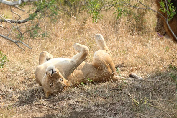 Afrikanischer Loewe Lion Africain Panthera Leo — Photo