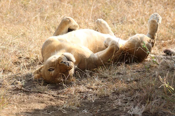 Afrikanischer Loewe African Lion Panthera Leo — стокове фото