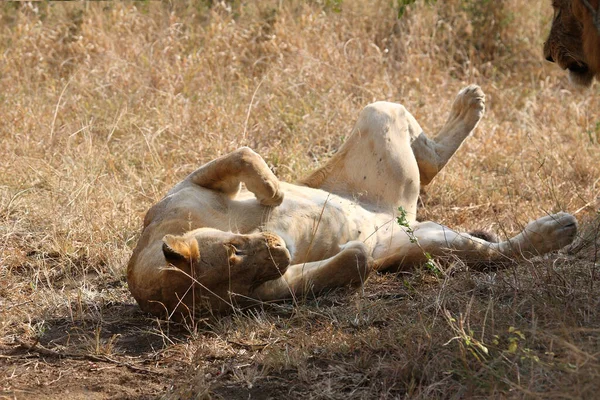 Afrikanischer Loewe Leão Africano Panthera Leo — Fotografia de Stock