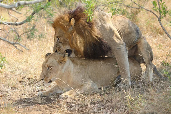 Afrikanischer Loewe Afrikansk Løve Panthera Leo - Stock-foto