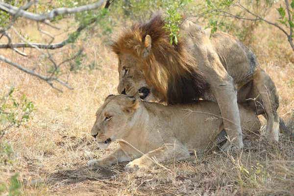 Afrikanischer Loewe African Lion Panthera Leo — Stockfoto