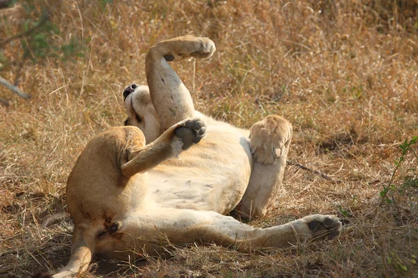 Afrikanischer Loewe Afrikalı Aslan Panthera Leo — Stok fotoğraf