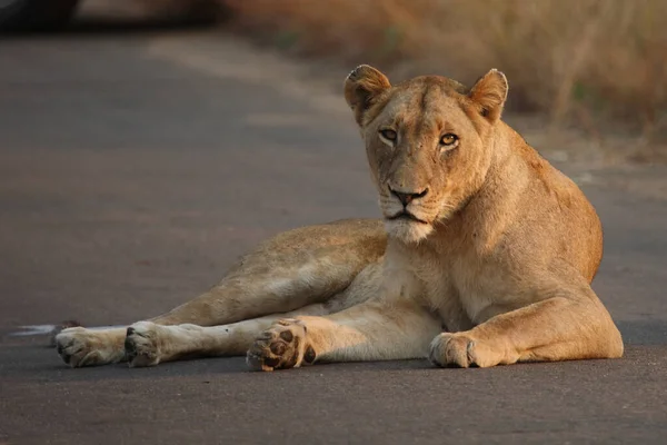 Afrikanischer Loewe African Lion Panthera Leo — стокове фото