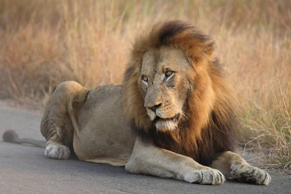 Afrikanischer Loewe African Lion Panthera Leo — стокове фото