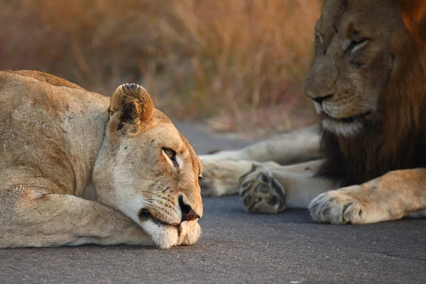 Afrikanischer Loewe African Lion Panthera Leo — Stok Foto