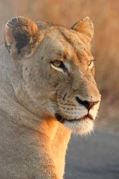 Afrikanischer Loewe African Lion Panthera Leo — стокове фото