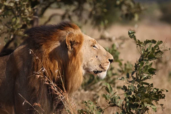 Afrikanischer Loewe León Africano Panthera Leo —  Fotos de Stock