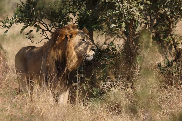 Afrikanischer Loewe African Lion Panthera Leo — 스톡 사진