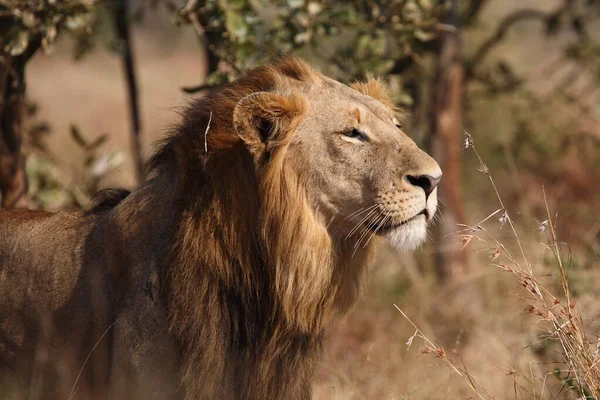 Afrikanischer Loewe León Africano Panthera Leo —  Fotos de Stock