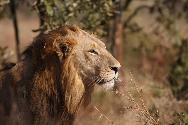 Afrikanischer Loewe African Lion Panthera Leo — 스톡 사진