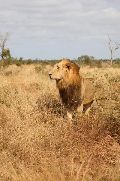 Afrikanischer Loewe Afrikalı Aslan Panthera Leo — Stok fotoğraf
