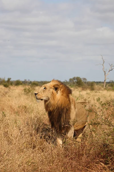 Afrikanischer Loewe Leão Africano Panthera Leo — Fotografia de Stock