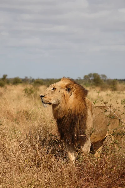 Afrikanischer Loewe African Lion Panthera Leo — Φωτογραφία Αρχείου