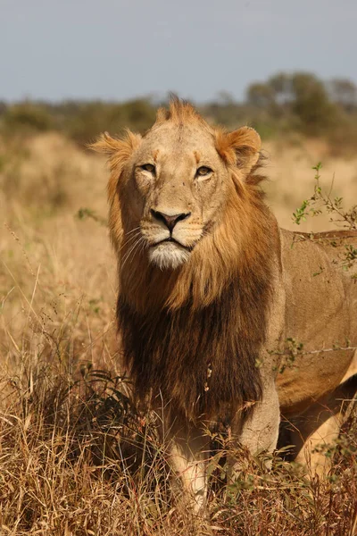 Afrikanischer Loewe Leão Africano Panthera Leo — Fotografia de Stock