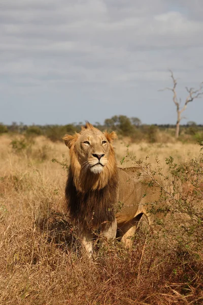 Afrikanischer Loewe Leul African Panthera Leo — Fotografie, imagine de stoc