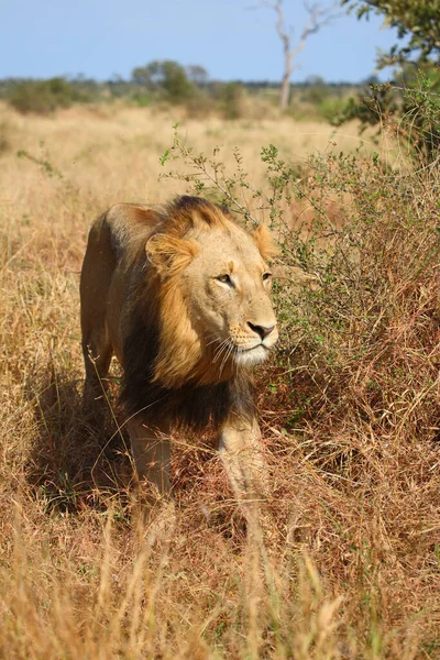 Afrikanischer Loewe African Lion Panthera Leo — ストック写真